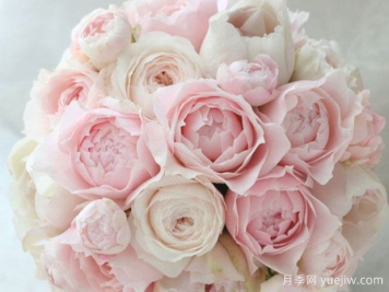 芳香之杯月季/樱月季/由香