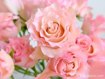 大富翁月季/草稿月季