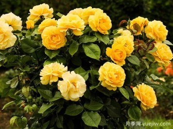 如何抓住时机促进月季发笋？发笋后如何加强管理？