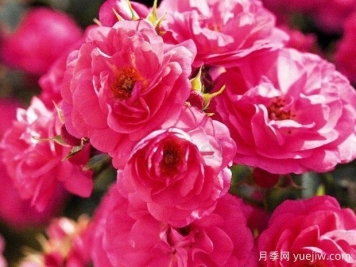 阿尔法玫迪兰月季Alpha Meidiland