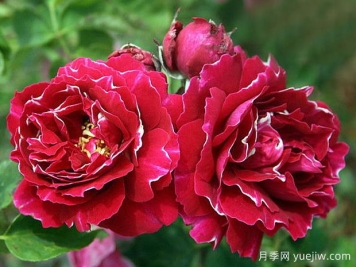 布罗德男爵月季的优缺点是什么？