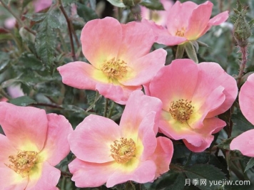 彩虹绝代佳人月季的优缺点是什么？