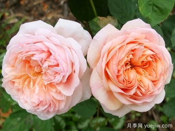 查尔斯奥斯汀月季