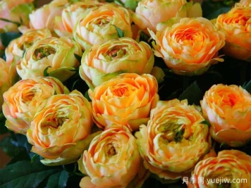 浪漫太阳神月季