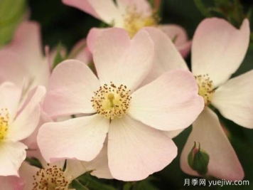 莉达月季/丽达月季