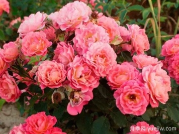 米歇尔贝德罗希安月季