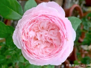 媚粉月季/粉红魅力