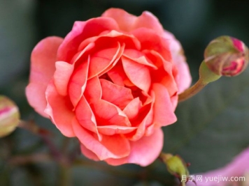 珊瑚绝代佳人月季的优缺点是什么？