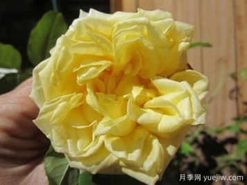 涅尔将军月季/尼尔将军