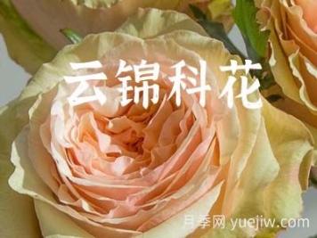 月季育种家：中国云南锦科花卉