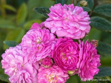 四季罗莎莉月季/多年生罗莎莉