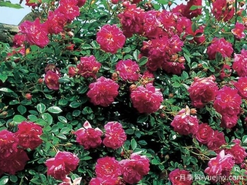 亚历山大吉罗月季