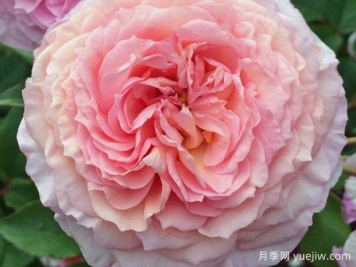 詹姆斯高威月季的优缺点是什么？