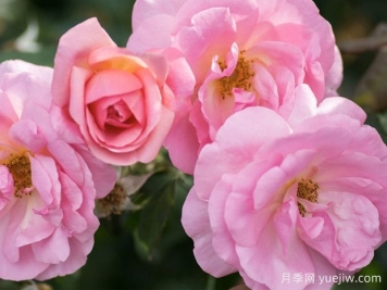 桃色绝代佳人月季的优缺点是什么？