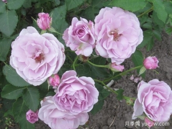 惊叹月季/帕布鲁