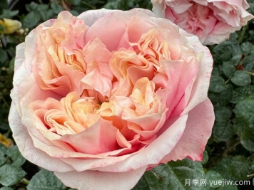 诺丁山月季/摘星奇缘