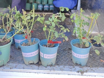 月季秋季的修剪与施肥