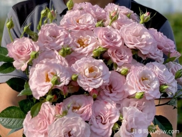 粉色纯真月季Innocentia in Pink