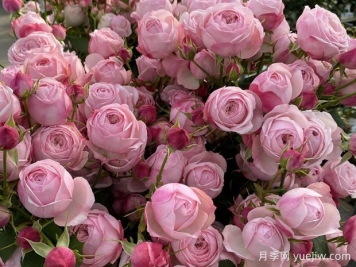 粉色曼斯菲尔德公园月季Mansfiled Pink Park