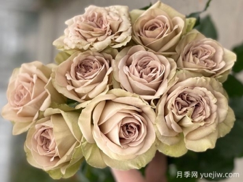 巴黎圣母院月季