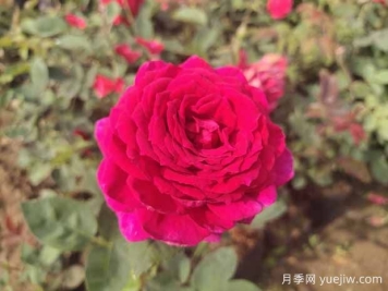 月季花有哪些观赏和药用价值？