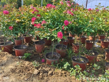 月季花在日常养护中需要哪些特殊照顾？