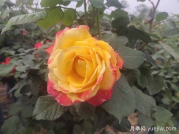 月季养护6要素，学会了轻松养爆盆！