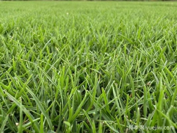 暖季型和冷季型草坪种类有哪些？