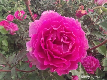 推荐20款经典微型月季，开花勤抗病好