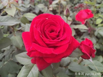爱花必养大花月季，花大味香还好养，