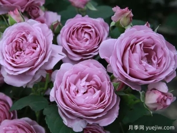 40种蓝紫色月季品种大盘点，经典品种都在这了
