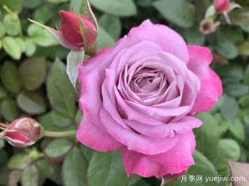 梦想家月季/织梦者