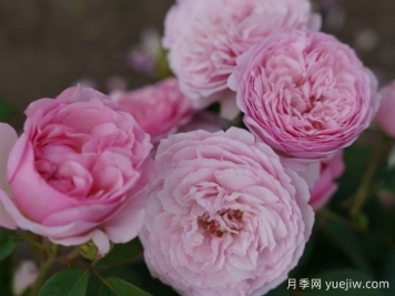 独特芳香月季