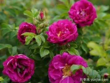 芳香极光月季