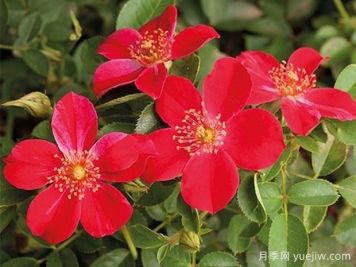 红宝石梅拉月季