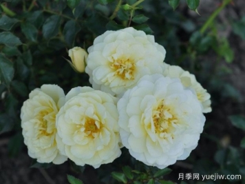 黄色精灵月季