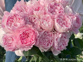 公主蕾丝月季Princess Lace