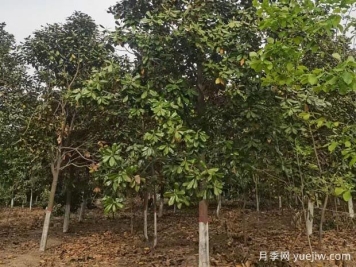 苗木栽植过程中常见的问题和应对措施