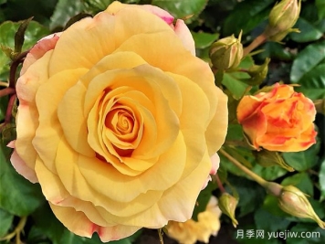 格温帕德菲尔德月季