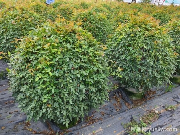 月季花球造型惊艳，风靡园林绿化