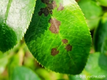 月季黑斑病防治为什么了打药了没作用？