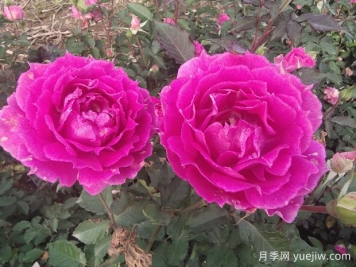 月季花养护知识点，关于经常掉叶子和出现萌芽