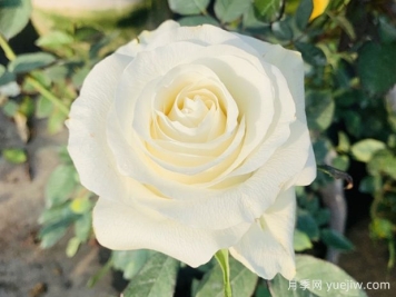 白色巧克力月季