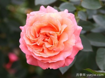 泡芙庄园月季/泡芙花园Buff Manorl
