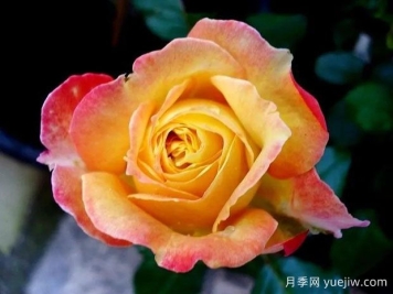 莫妮克勒斯杜莱月季