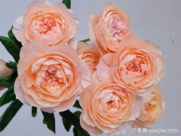 紬悠闲月季/纺丽