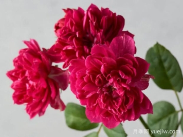 暦月季/日历月季