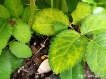 初冬月季出现大量黄叶，需要打药吗？