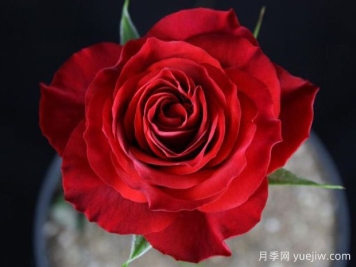 灼热欢腾月季/火山黄腾/火热欢腾Vulcanic Ovation