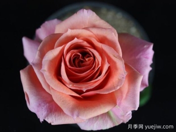 干草原欢腾月季